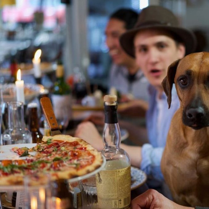 hundvanlig restaurang stockholm marcos