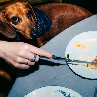 hundvanliga-restauranger-i-stockholm