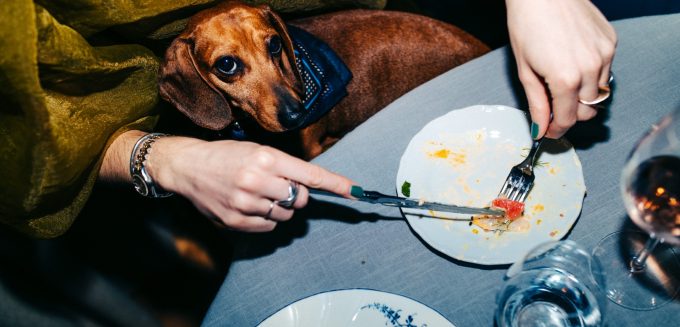 hundvanliga-restauranger-i-stockholm