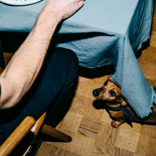 hundvänliga restauranger malmö
