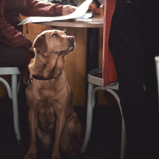hundvanlig restaurang stockholm