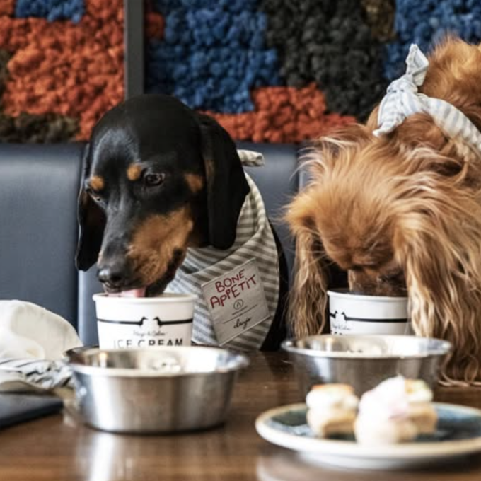 hundvanlig restaurang stockholm artilleriet