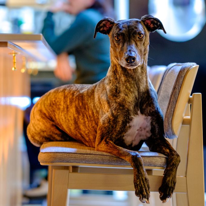 hundvanlig restaurang stockholm kapibara ramen soder