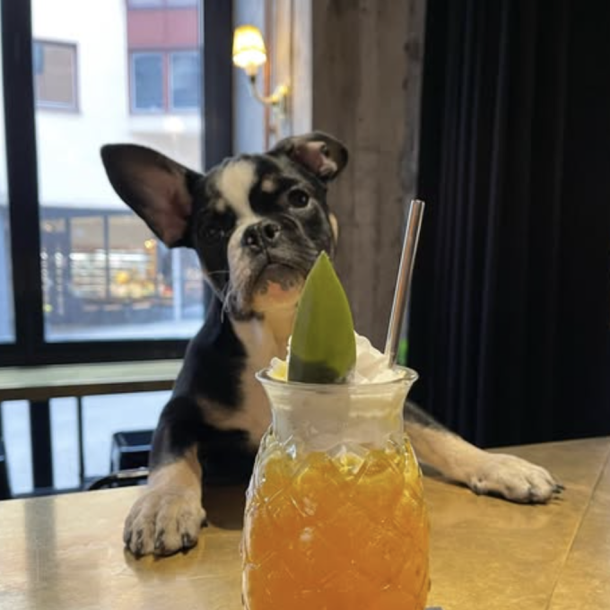 hundvanlig restaurang stockholm ling long