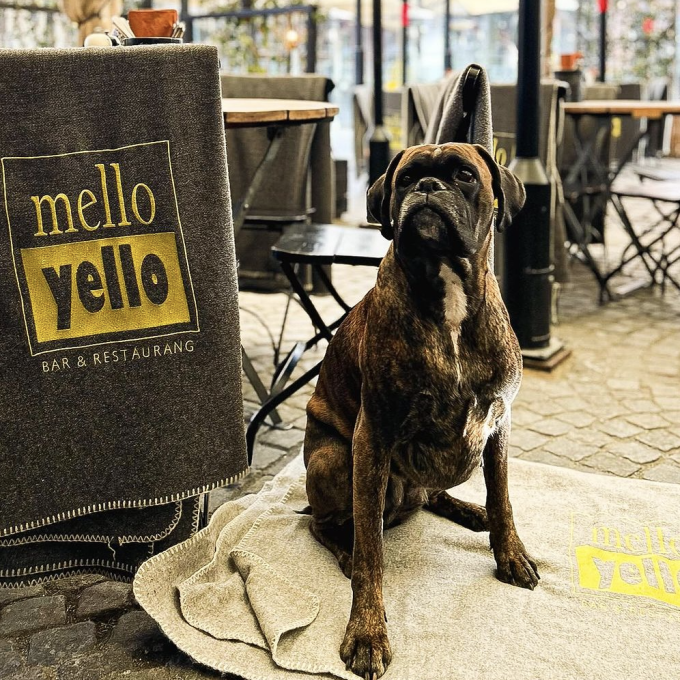hundvänligt malmö Mello Yello
