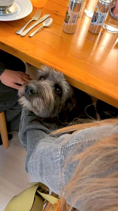 canteen marion hundvanlig city