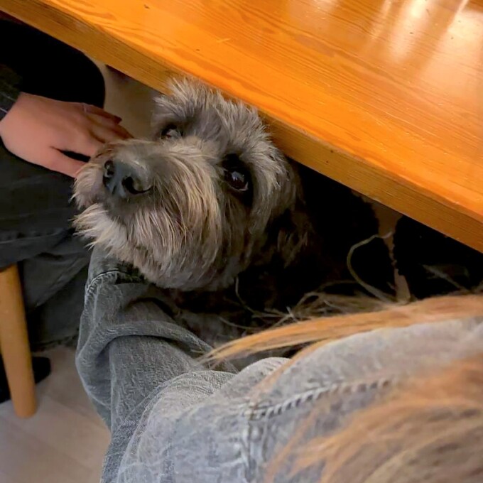 canteen marion hundvanlig city