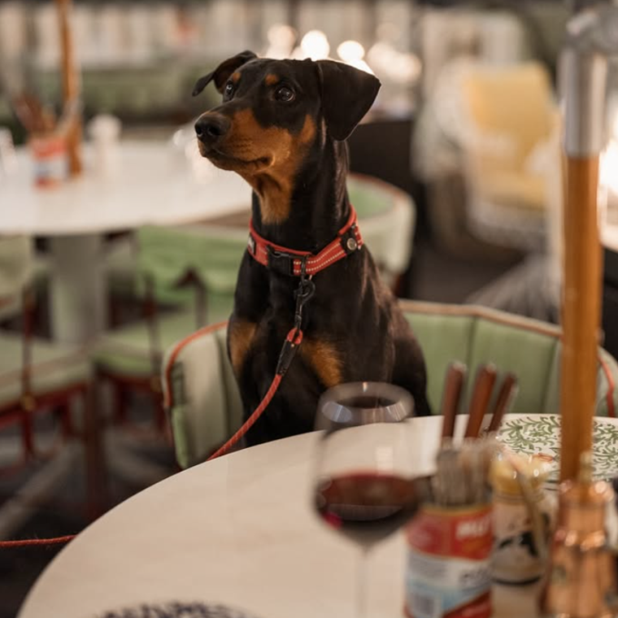 hundvanlig restaurang city stockholm basta