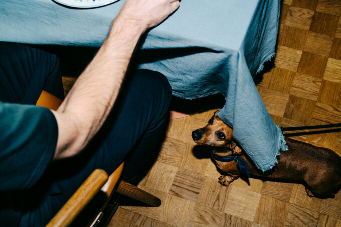 hundvanlig restaurang kungsholmen stockholm