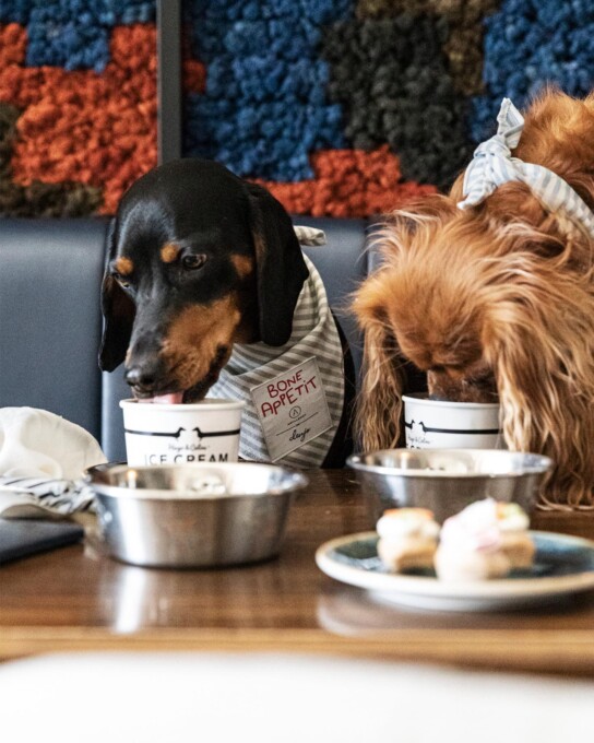 hundvanlig restaurang ostermalm artilleriet stockholm