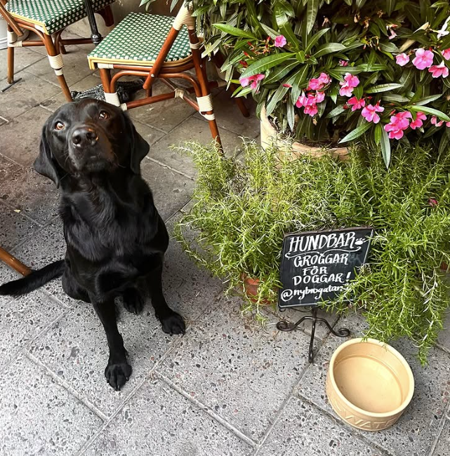 hundvanlig restaurang ostermalm nybrogatan 38