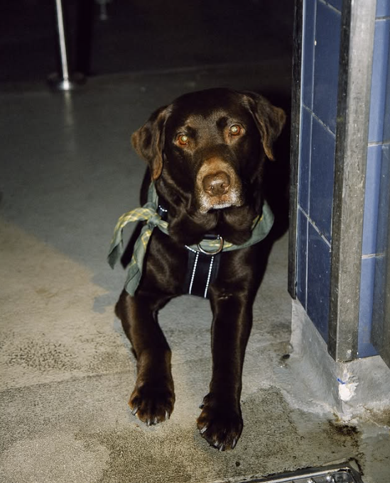 hundvanlig restaurang ostermalm omaka