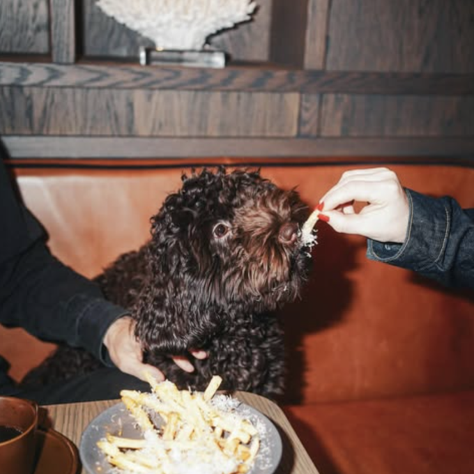 hundvanlig restaurang sodermalm forma hornstull