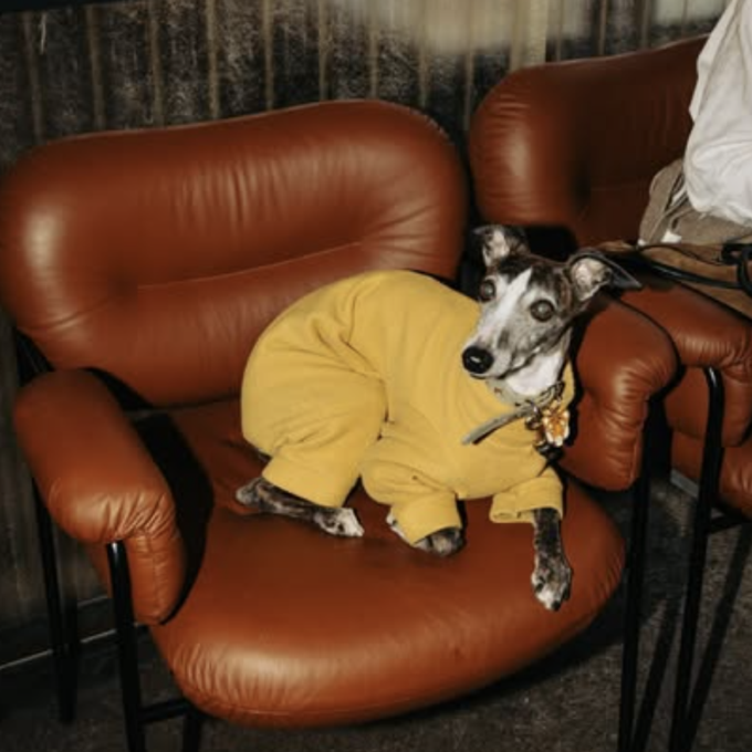 hundvanlig restaurang sodermalm tjoget