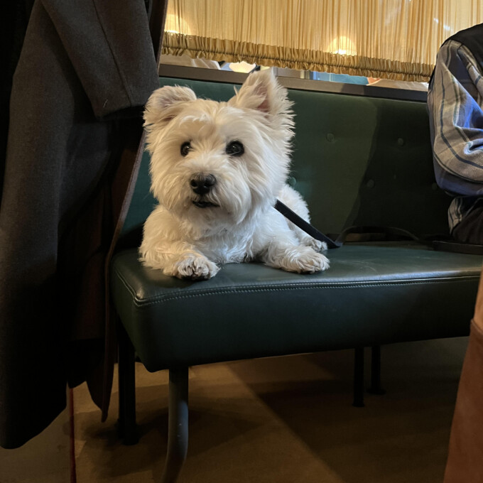 hundvanlig restaurang stockholm bar allegrine