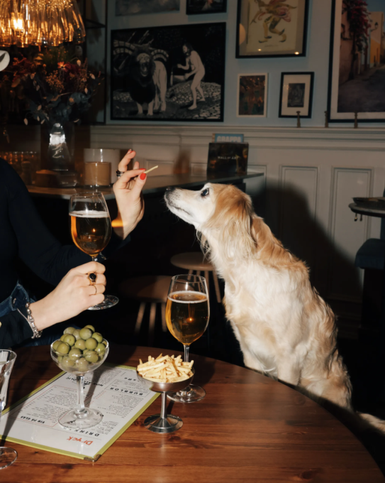 hundvanlig restaurang vasastan stockholm